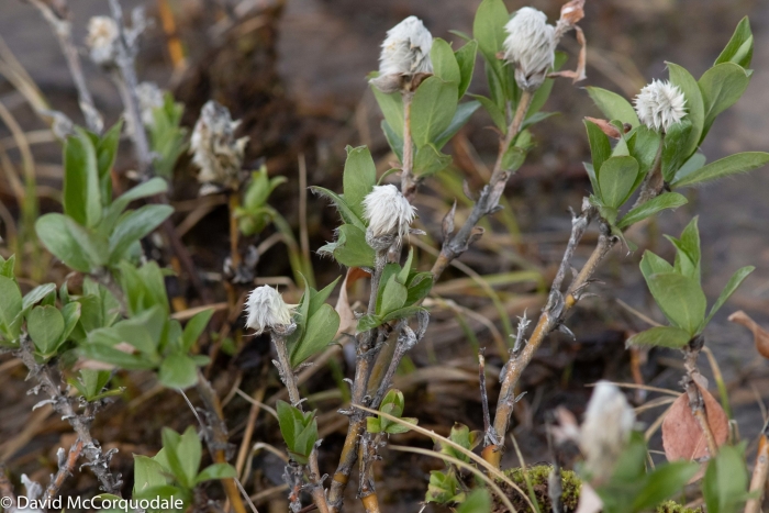 Salix richardsonii image