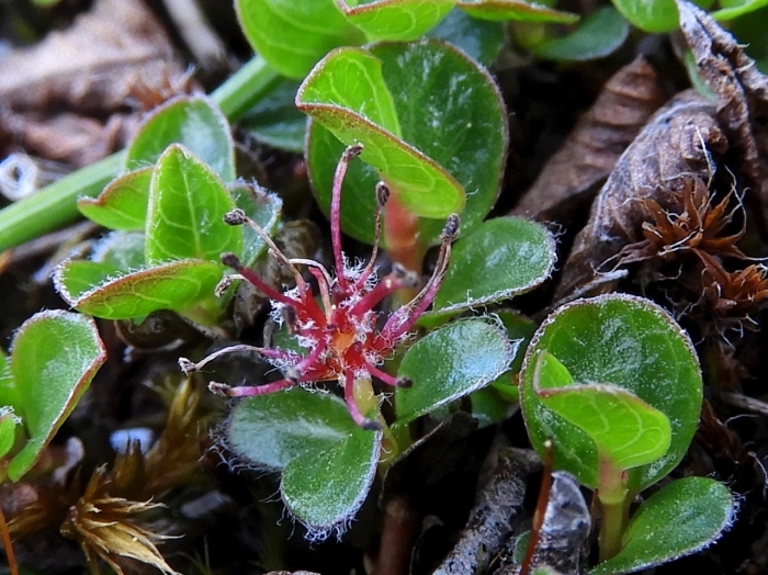 Salix rotundifolia image