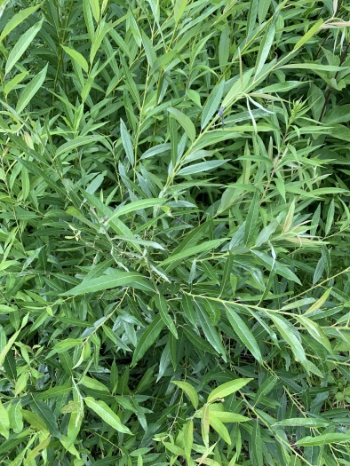 Salix sericea image
