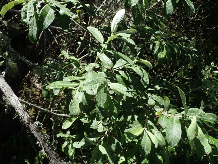 Salix sitchensis image