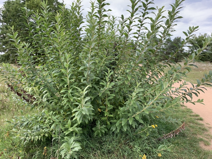 Salix ×smithiana image