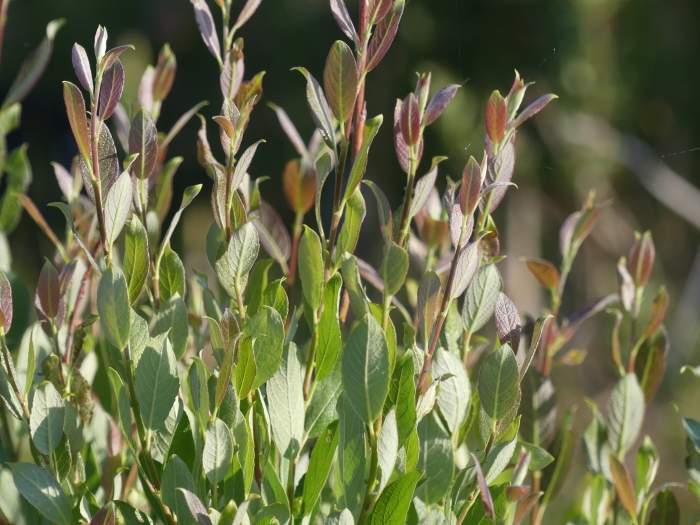 Salix starkeana image