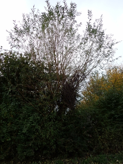 Salix triandra image