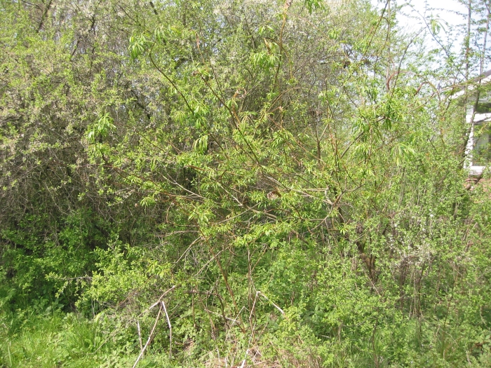 Salix udensis image