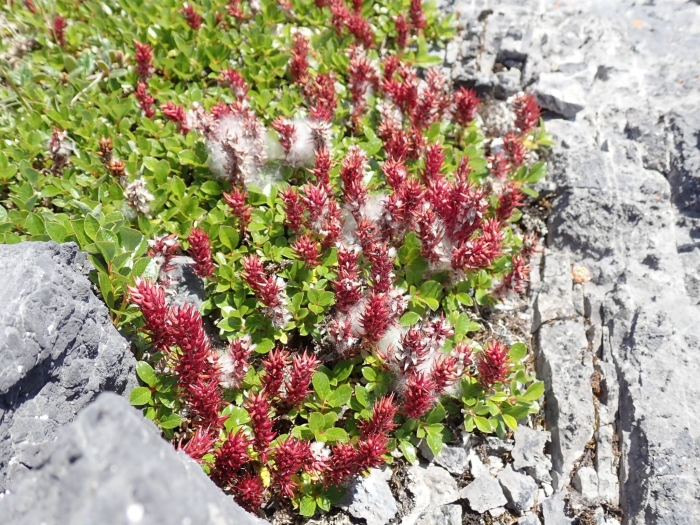 Salix uva-ursi image