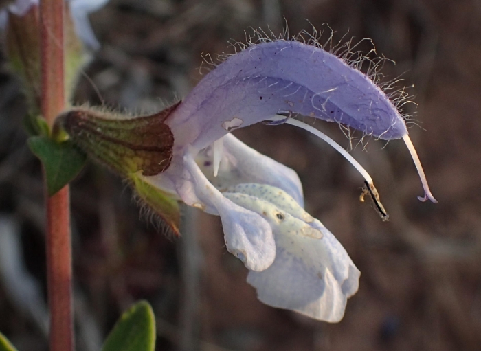 Salvia africana image