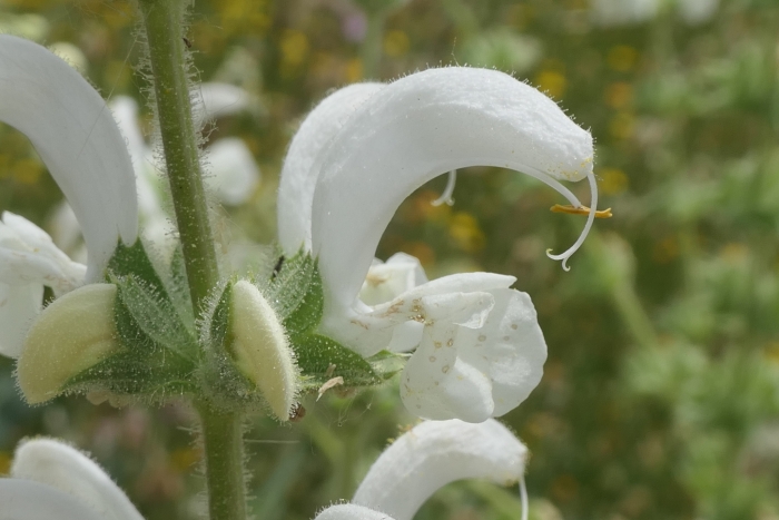 Salvia argentea image