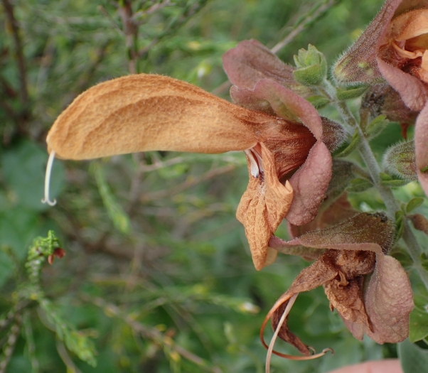 Salvia aurea image