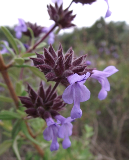 Salvia brandegeei image