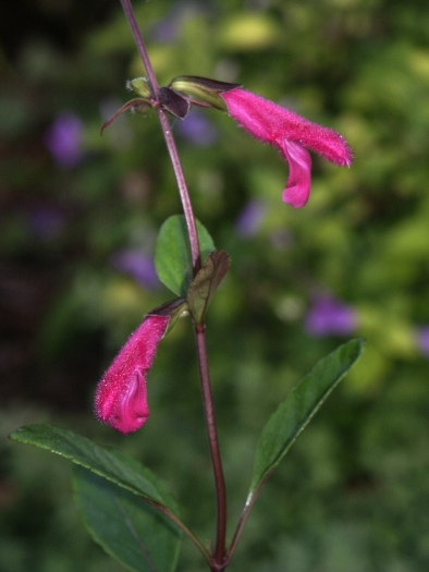 Salvia buchananii image