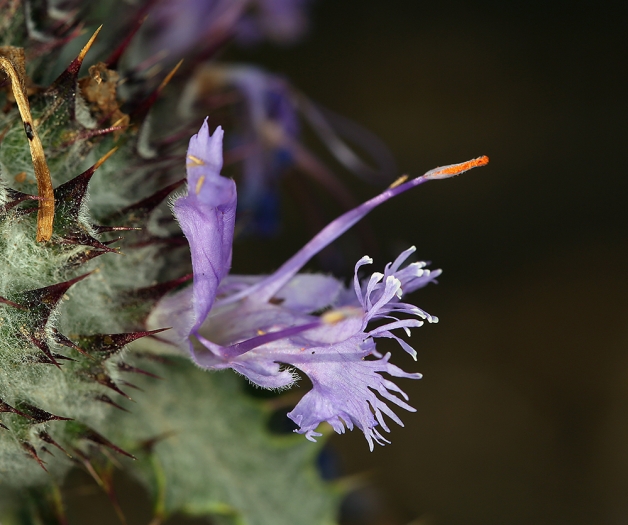 Salvia carduacea image