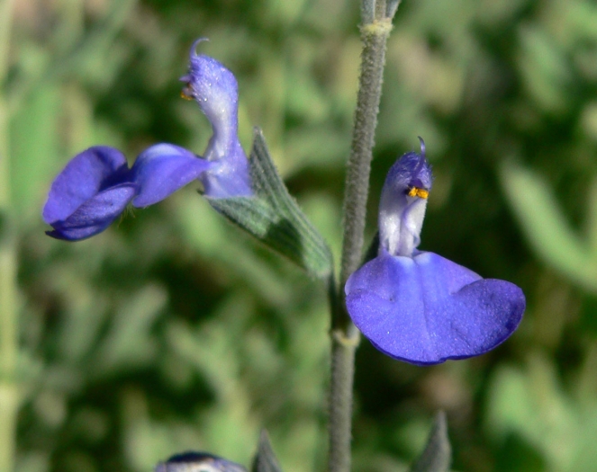 Salvia chamaedryoides image