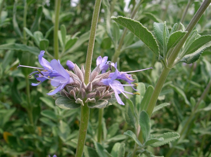 Salvia clevelandii image