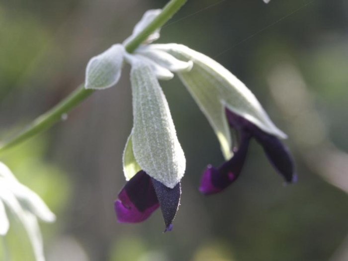 Salvia discolor image