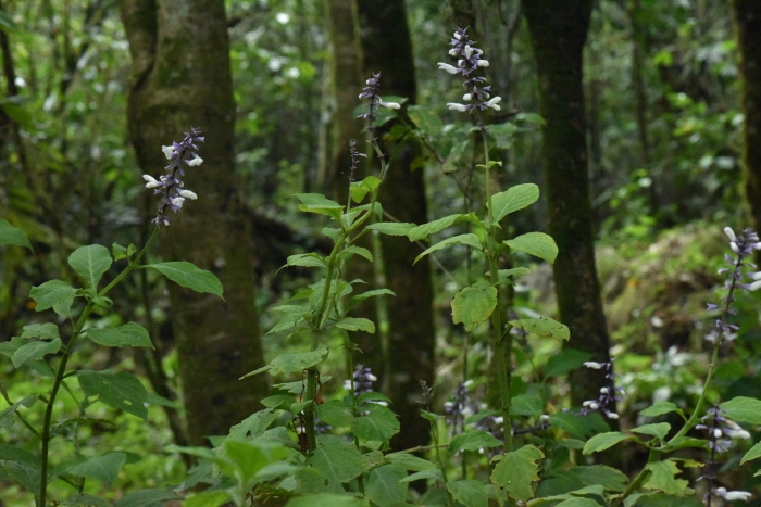 Salvia divinorum image