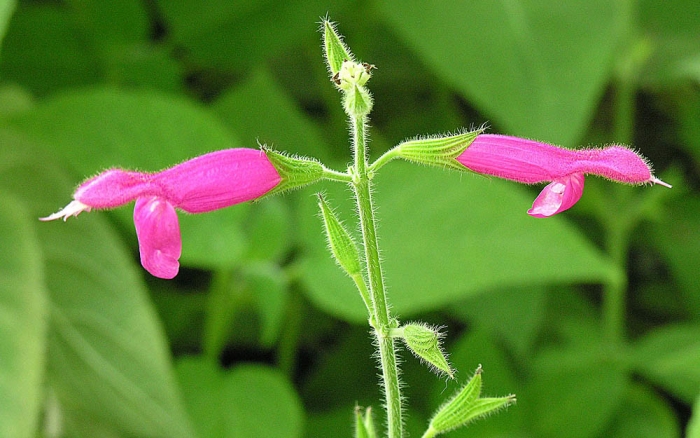 Salvia dorisiana image