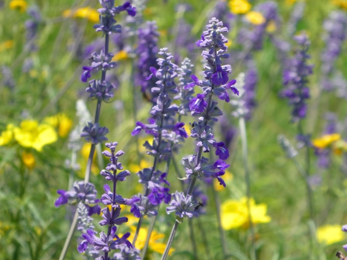 Salvia farinacea image