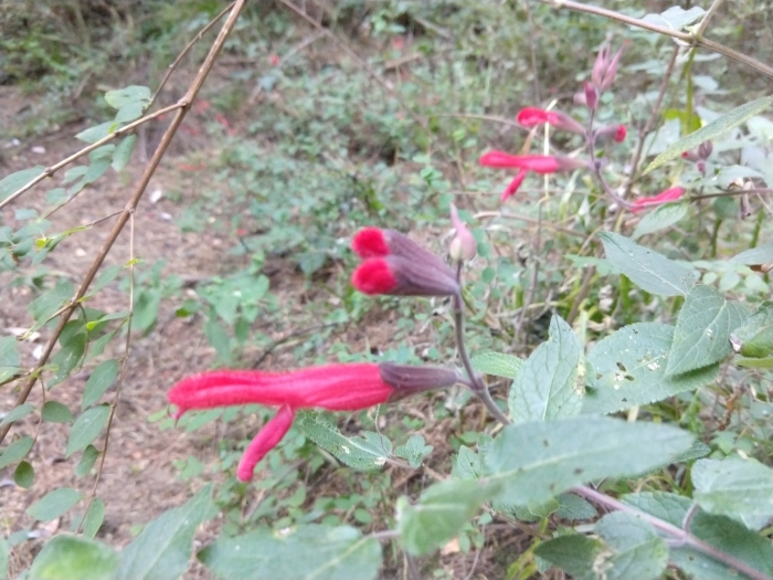 Salvia fulgens image