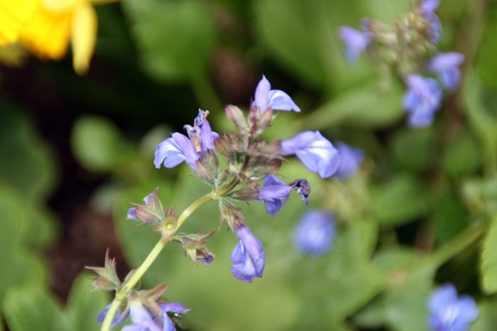 Salvia glechomifolia image