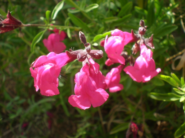 Salvia greggii image