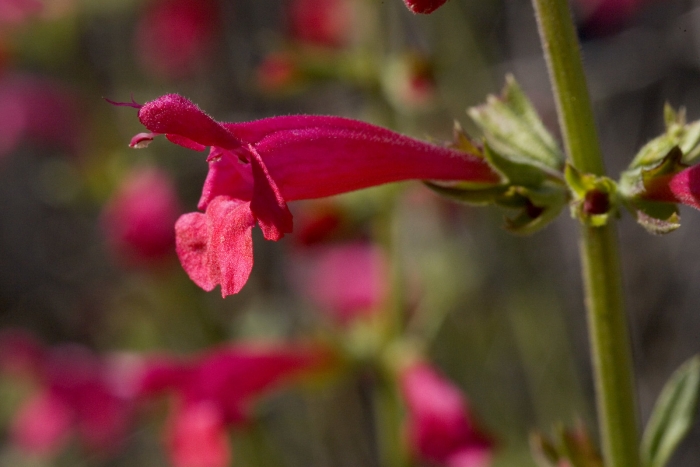 Salvia henryi image