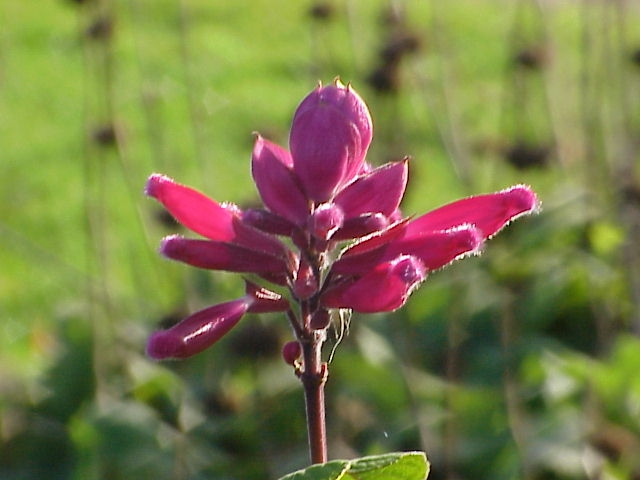 Salvia involucrata image