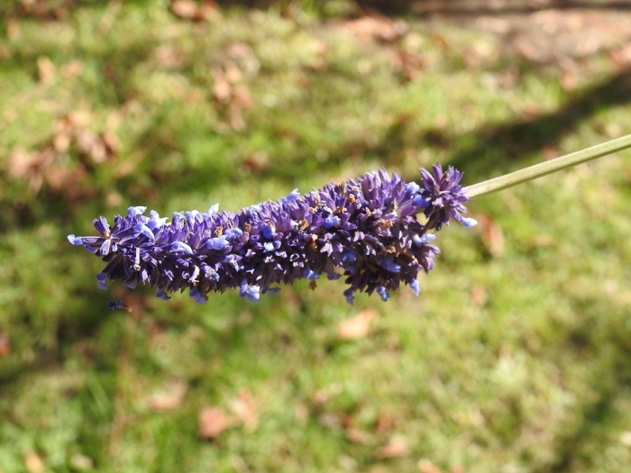 Salvia lavanduloides image