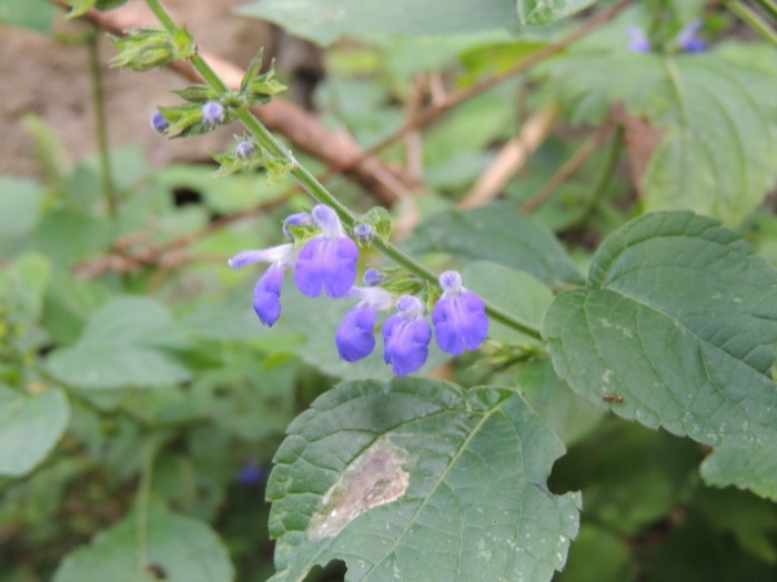 Salvia longispicata image