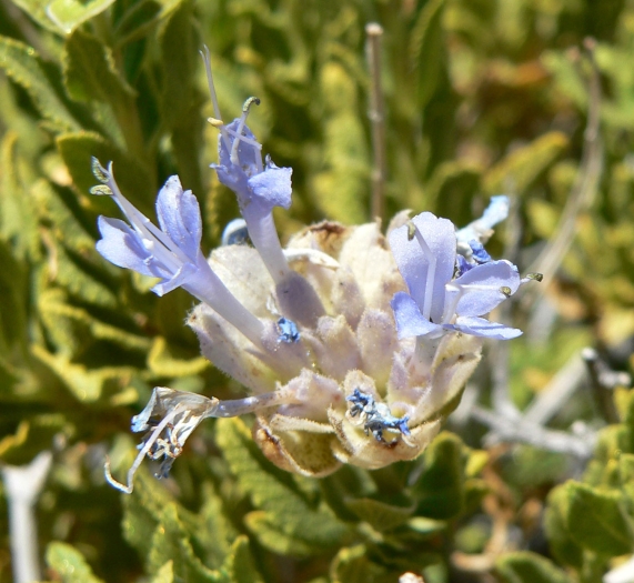 Salvia mohavensis image