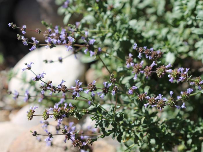 Salvia munzii image