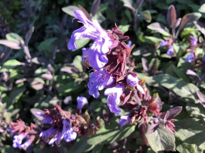 Salvia officinalis image