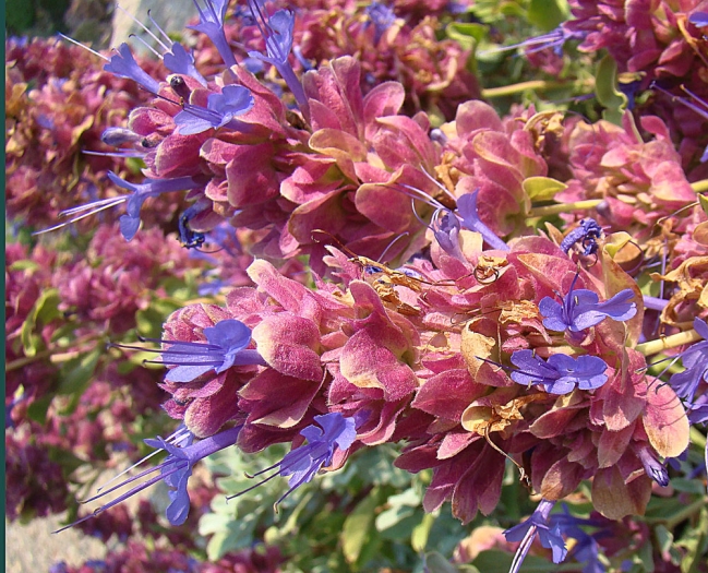 Salvia pachyphylla image