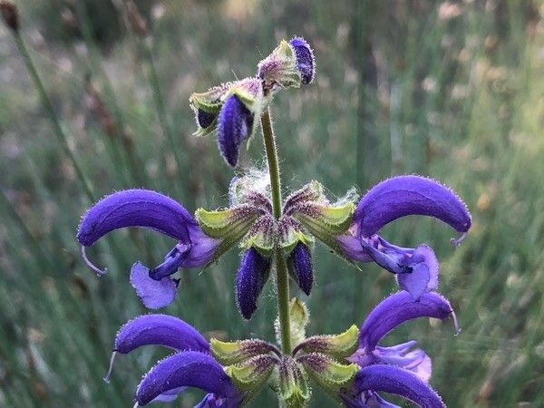 Salvia pratensis image