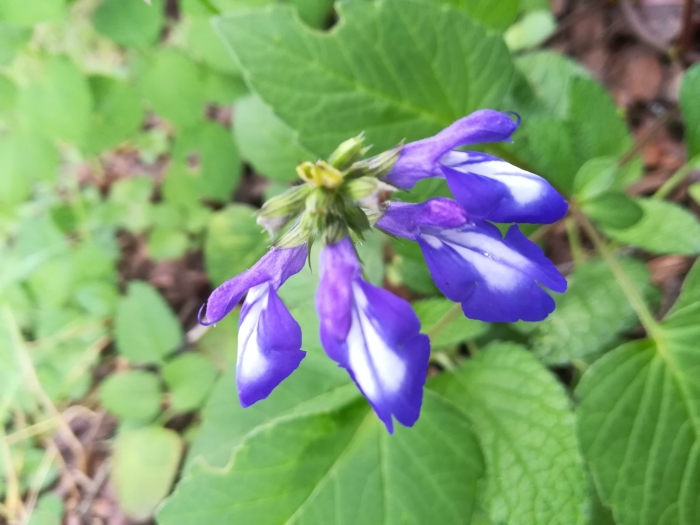 Salvia prunelloides image
