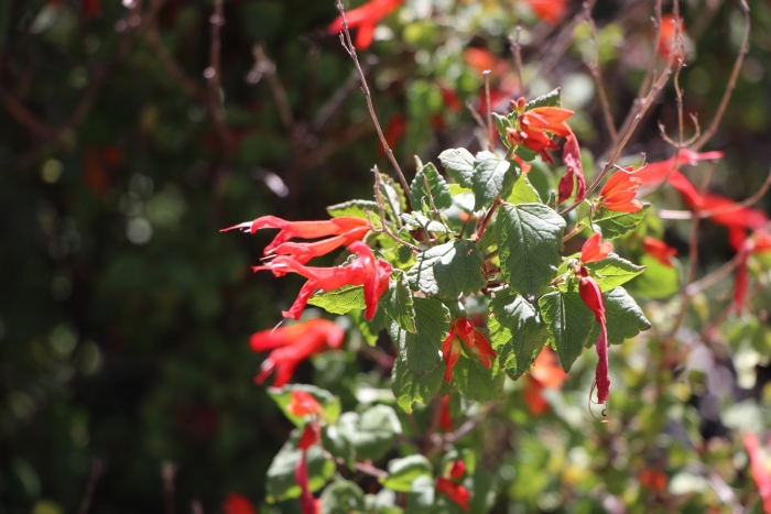 Salvia regla image