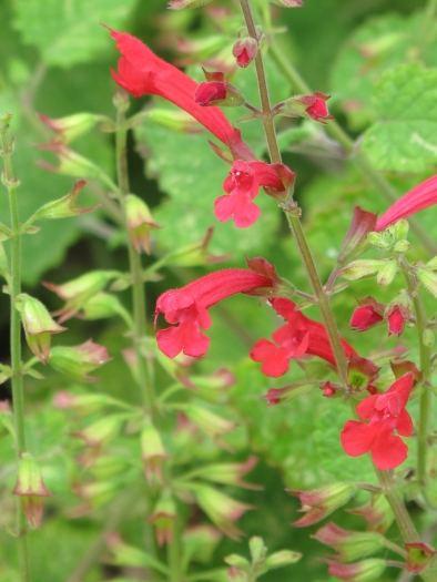 Salvia roemeriana image