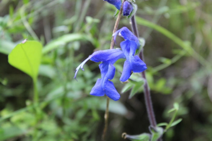 Salvia sagittata image