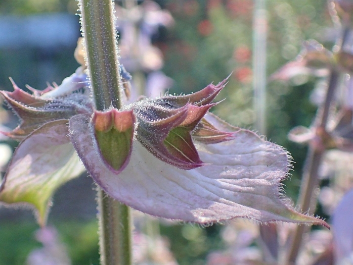 Salvia sclarea image