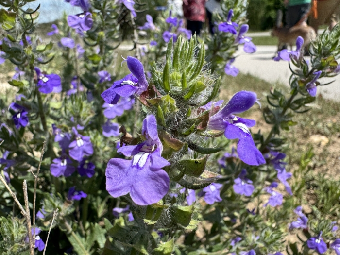 Salvia texana image