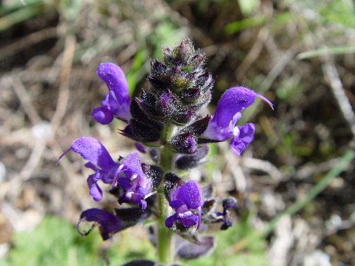 Salvia verbenaca image