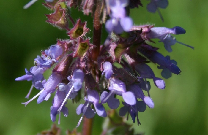 Salvia verticillata image