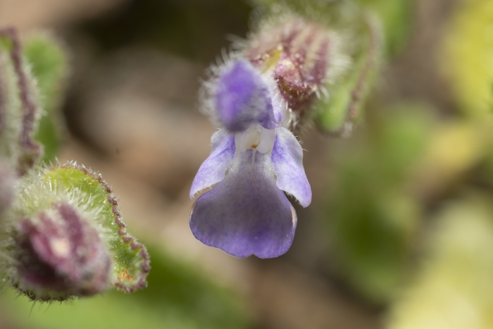 Salvia viridis image