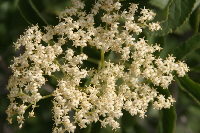 Sambucus caerulea image