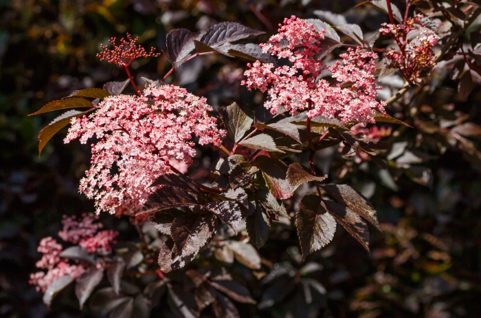 Sambucus nigra image