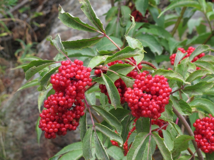 Sambucus racemosa image