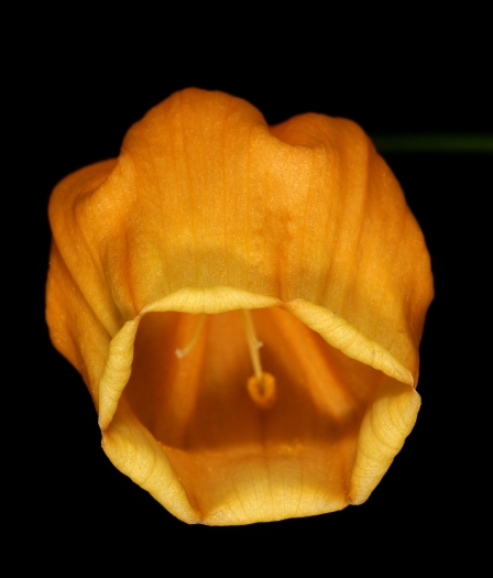 Sandersonia aurantiaca image