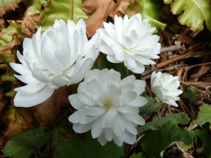Sanguinaria canadensis image