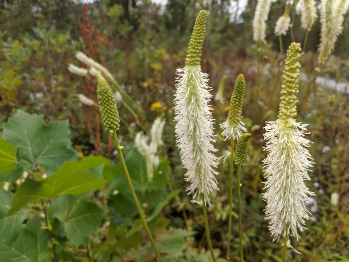 Sanguisorba canadensis image