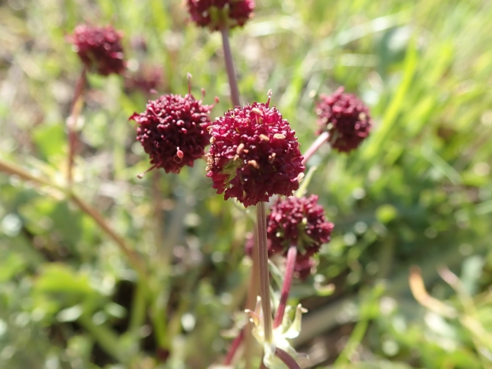 Sanicula bipinnatifida image