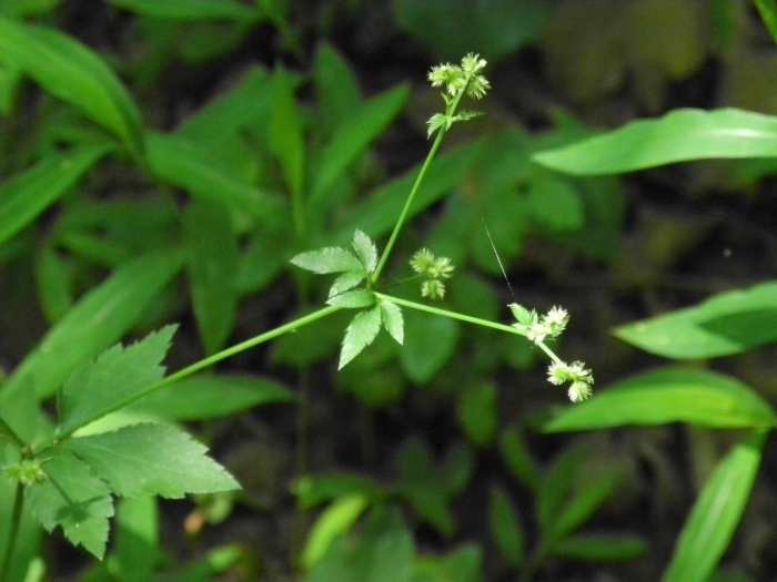 Sanicula canadensis image